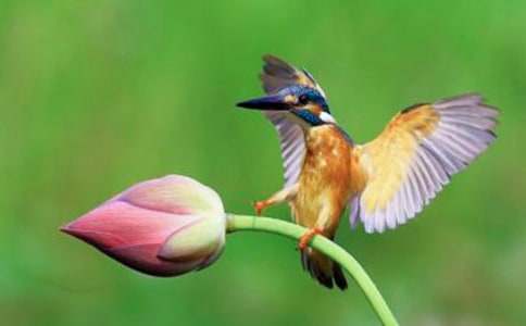 三年級語文下冊《翠鳥》教學反思