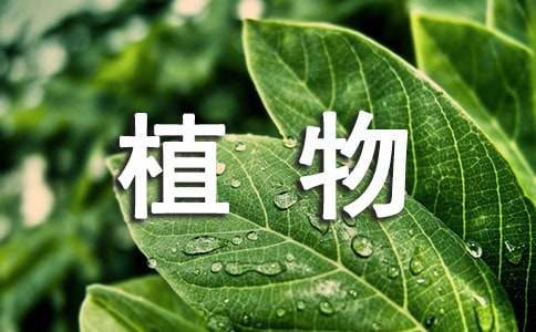 人教版高中第五冊(cè)三單元作文：保護(hù)植物鏈