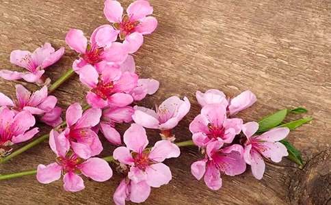 桃花說明文
